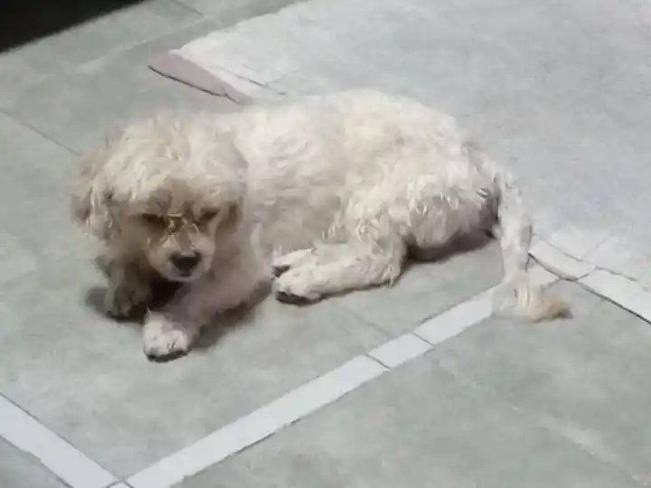 Encontraron a un perrito herido y buscan a sus dueños