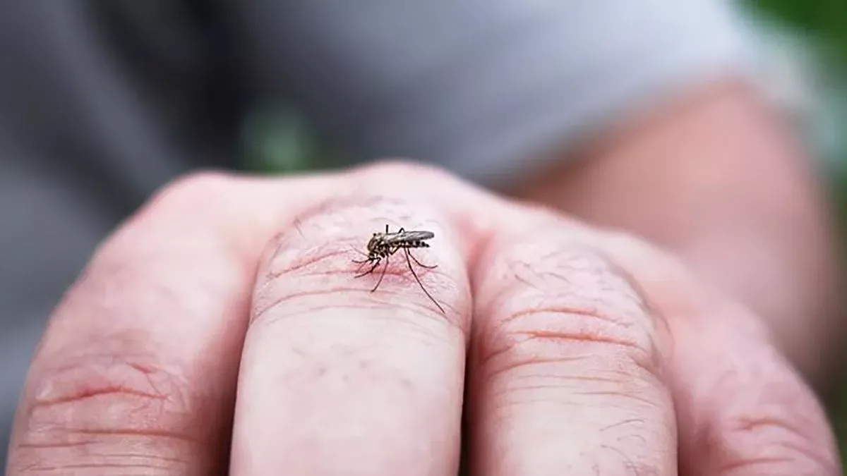 Mosquitos: el Municipio intensificará la fumigación en los siguientes días