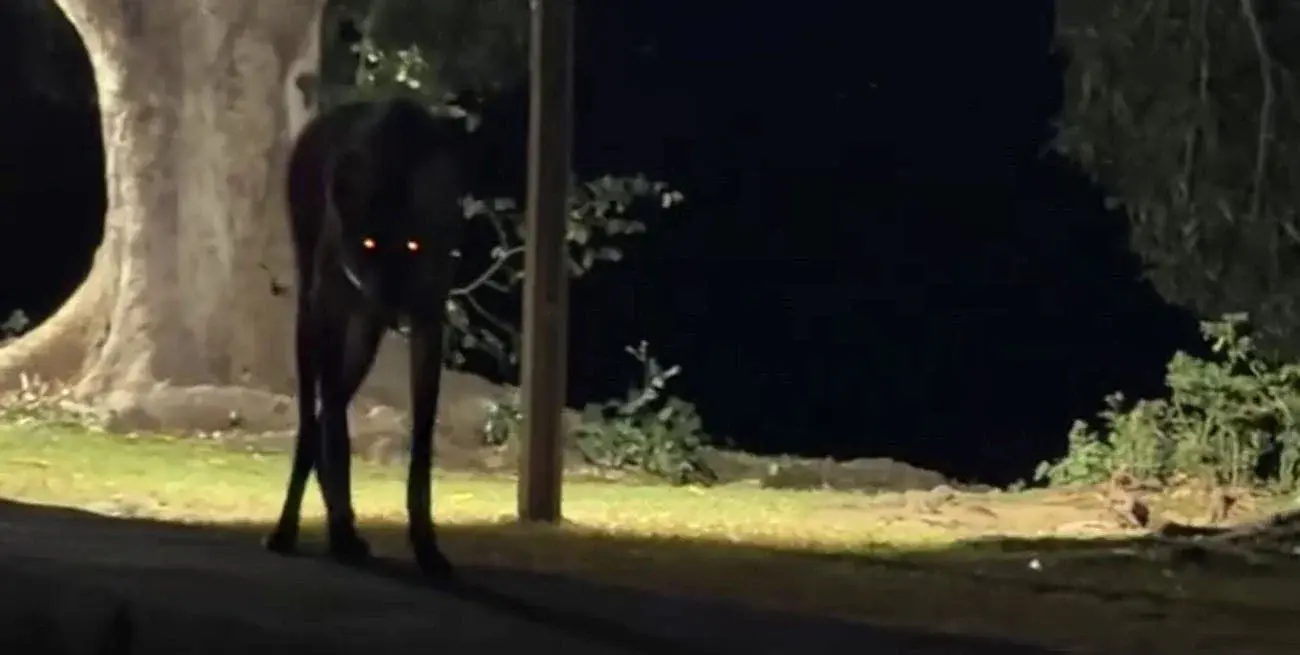VIDEO | Un aguará guazú sorprendió a una documentalista en Brasil y el encuentro se volvió viral
