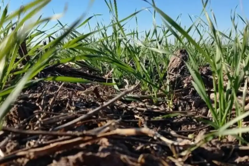 Campo