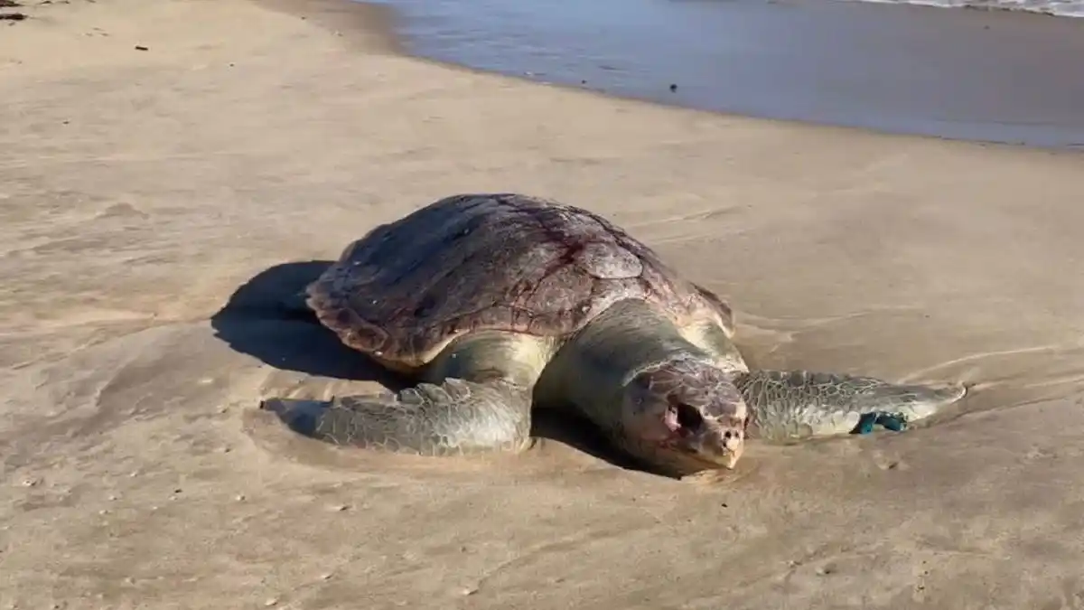¡DERRAME PETROLERO! Localizan tortuga marina muerta en playas de Lechería (video + fotos)
