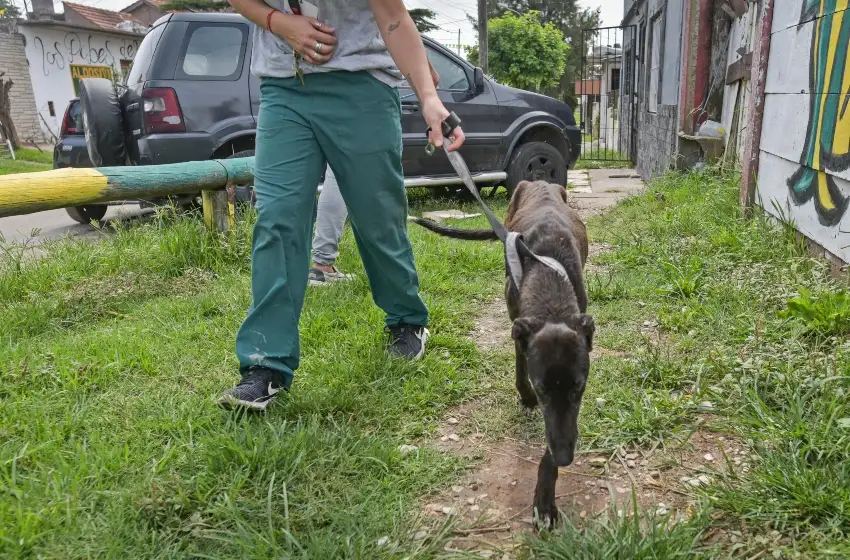 Su vecina la denunció y encontraron a dos galgos en mal estado y a otro muerto