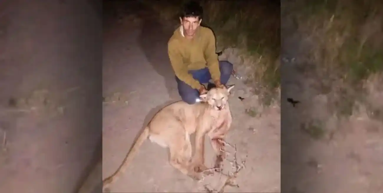 Un hombre cazó un puma y lo exhibió en sus redes sociales. Gentileza