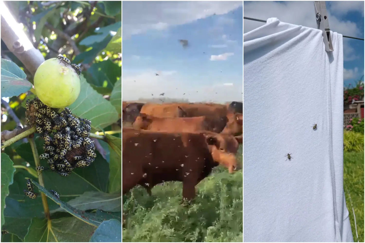 Insecto 7 de Oro: San Pedro está en la zona de mayor presencia y analizan la toxina que provoca muerte en animales