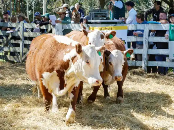 Se realizó una prueba pastoril que busca  mejorar la calidad ganadera en Entre Ríos