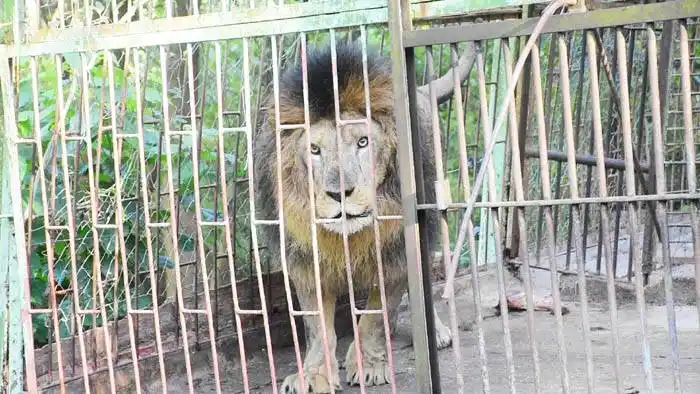 Traslado de animales del Zoológico de Salto al Bioparque de Durazno