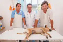 Zoonosis: realizan castración gratuita