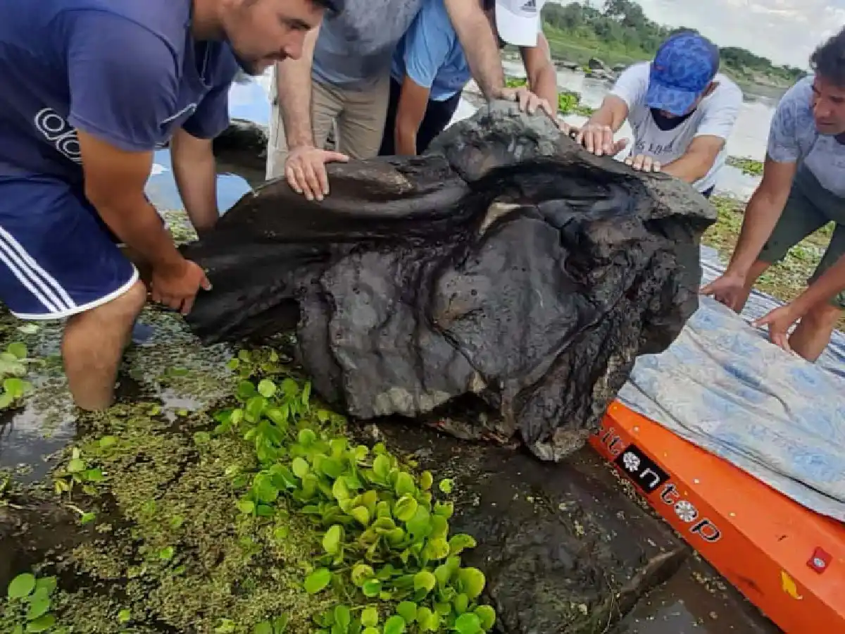 Hallan fósiles de un gliptodonte y creen que sería el más grande encontrado en Santiago del Estero