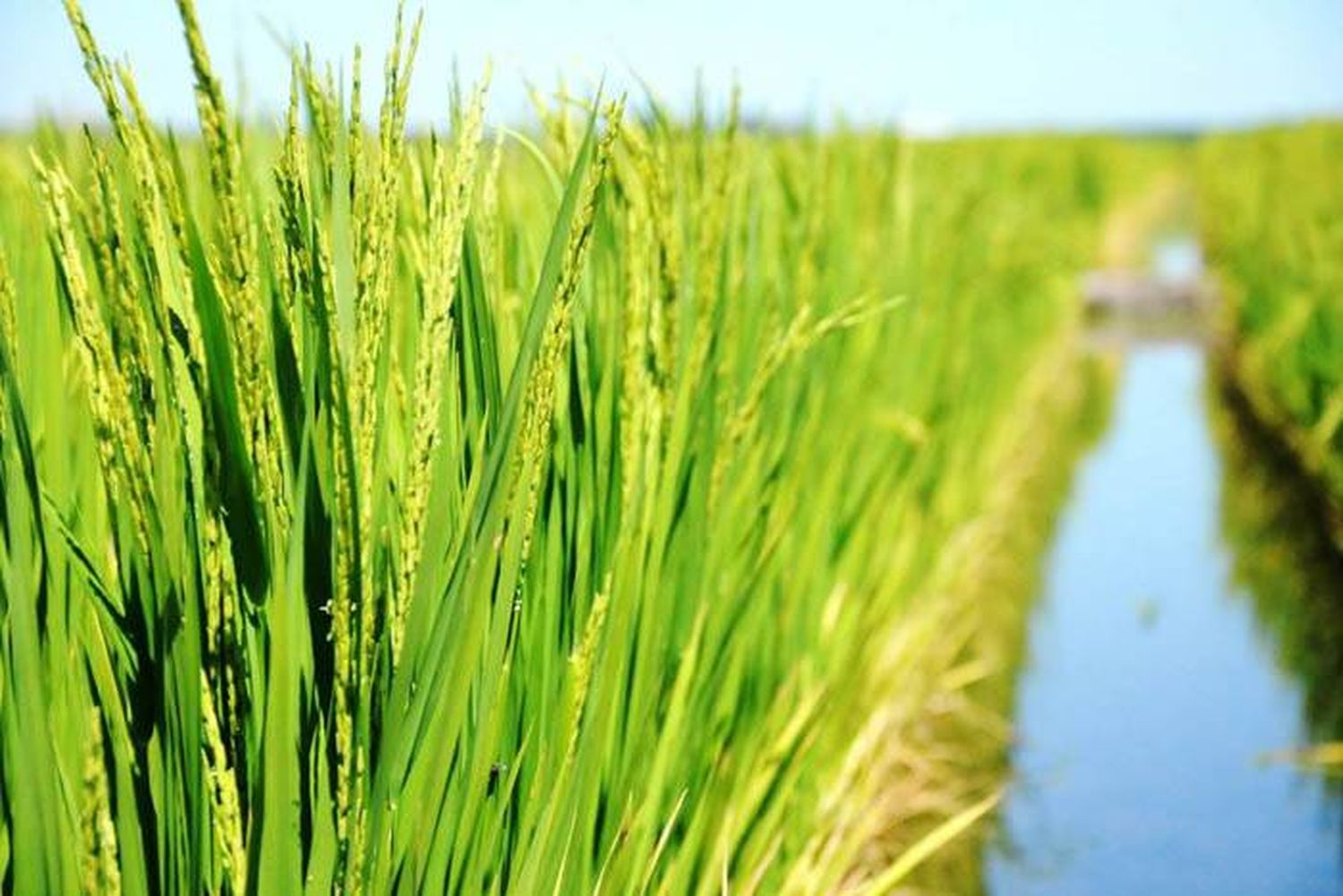 Estudian los impactos ambientales en arroz para mejorar la cadena