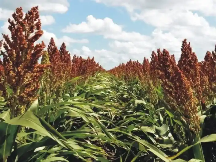 Ubicaron el sector del ADN responsable del brotado precosecha de sorgo.