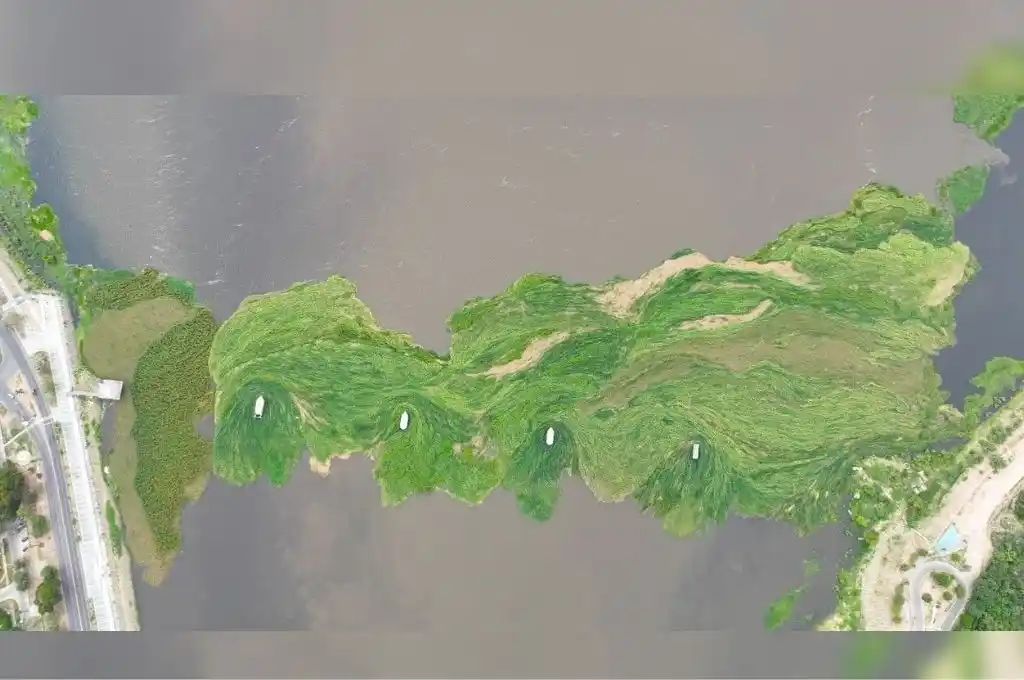 Una pared de vegetación acuática dejó tapiado el acceso a la laguna Setúbal