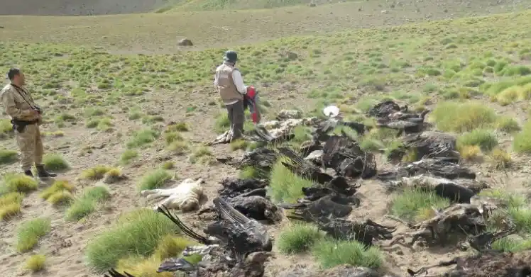Se entregó el sospechoso por el ecocidio de Malargüe