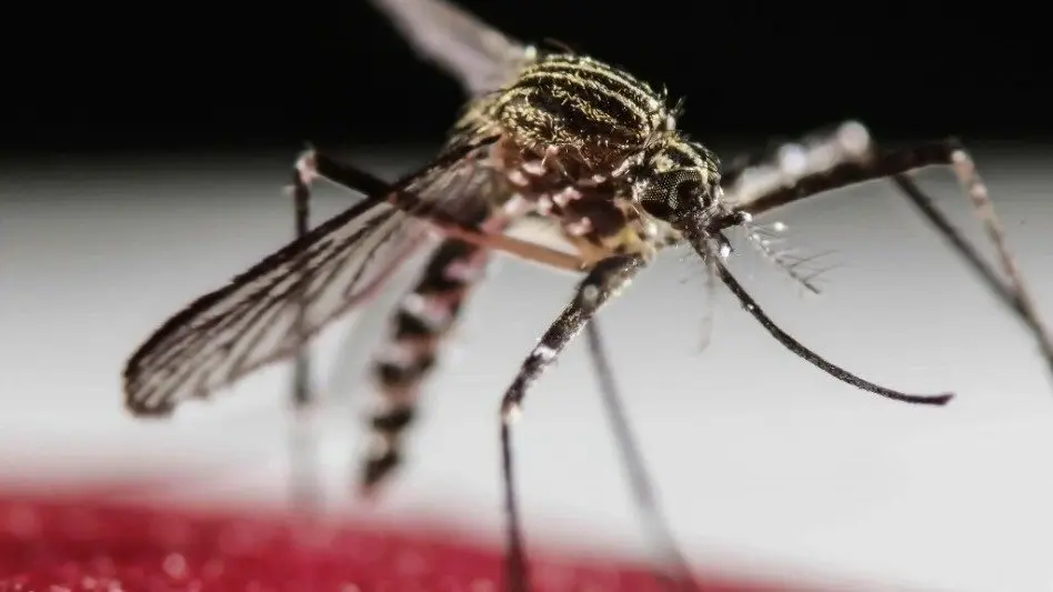 Hay tres casos de dengue en Mar del Plata: "el mosquito Aedes aegypti no está en la ciudad, no son casos autóctonos" 