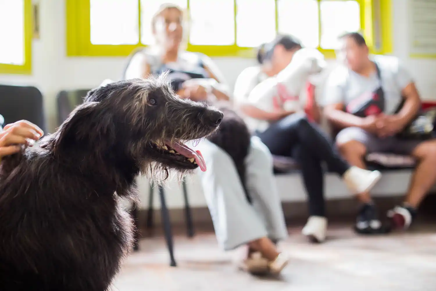 El Municipio de Quilmes continúa ofreciendo diariamente atención gratuita para mascotas