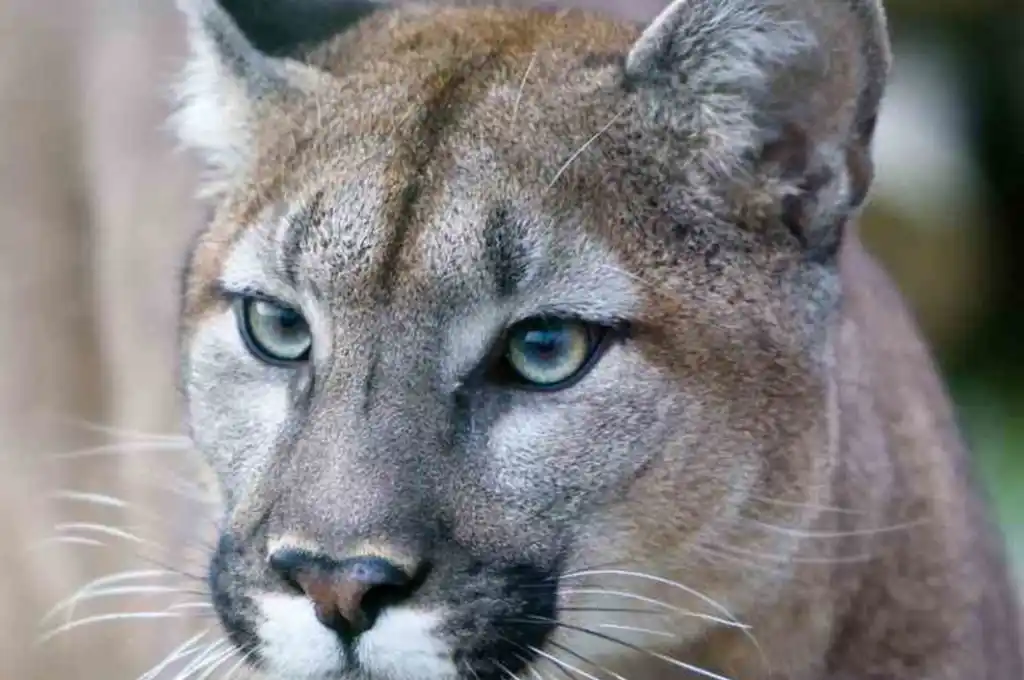 Policía Ecológica interviene en el caso