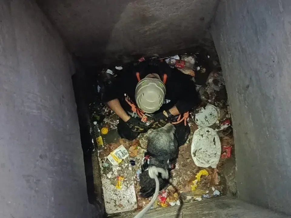 Un perro que estuvo atrapado en un pozo en la zona sur fue rescatado