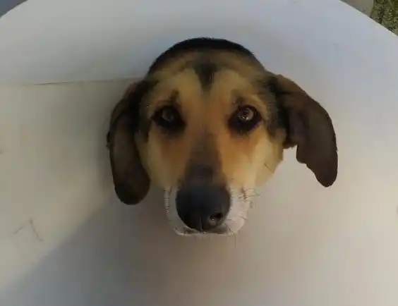 Desde Mascotandil solicitan colaboración para poder afrontar los gastos veterinarios
