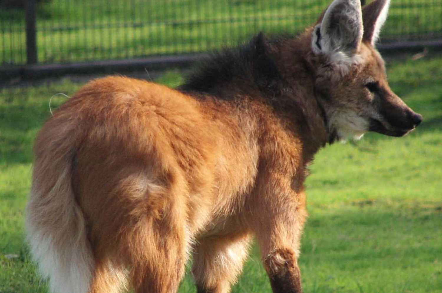 Cañada de Gómez: rescataron a dos aguará guazú que eran tenidos como mascota