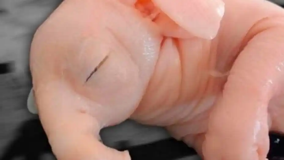 Nació un "chanchofante" en Pergamino: alertan sobre agrotóxicos