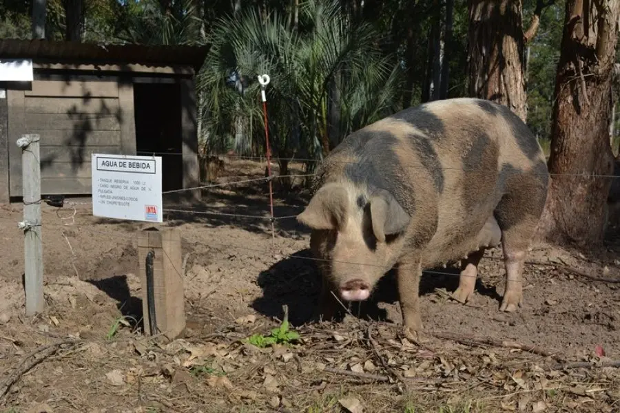 Increíble: un hombre fue atacado por un cerdo y su estado es gravísimo