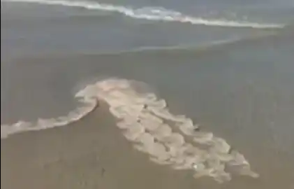 «Aguas vivas» de cuatro metros en Puerto Madryn