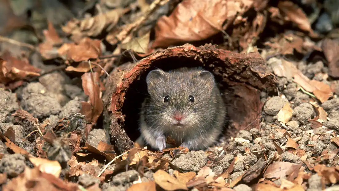 Identifican a un roedor como nuevo portador de COVID-19