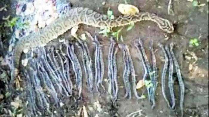 Yarará intentó atacar a trabajador: medía más de 1,5 metros y tenía 32 pichones