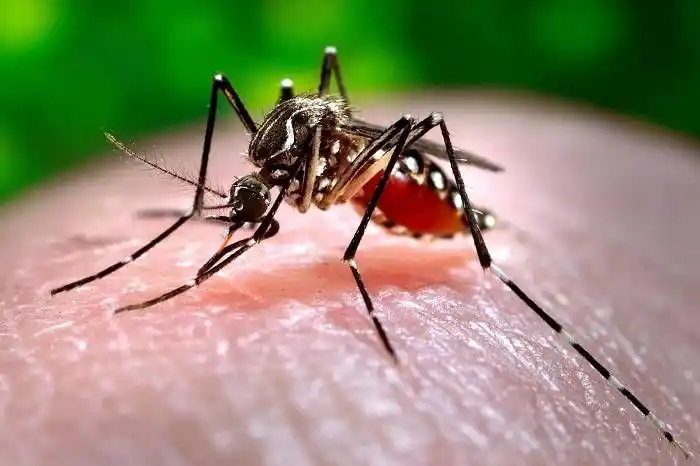 Hay 143 casos de dengue en Entre Ríos y se esperan más 
