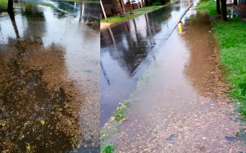 Reclamo en Miguel Porta y Albandea: “Sin cunetas, todo inundado”