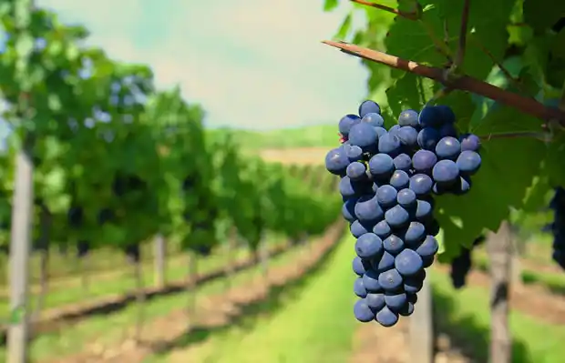 La vuelta del vino en los pagos de Urquiza