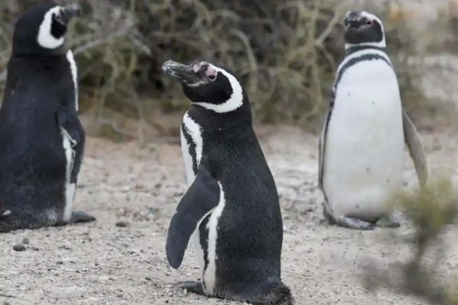 Chubut: pese al alerta por gripe aviar, se habilita la temporada de pingüinos