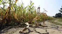 Alerta por La Niña: qué podría contrarrestar una intensificación de la sequía