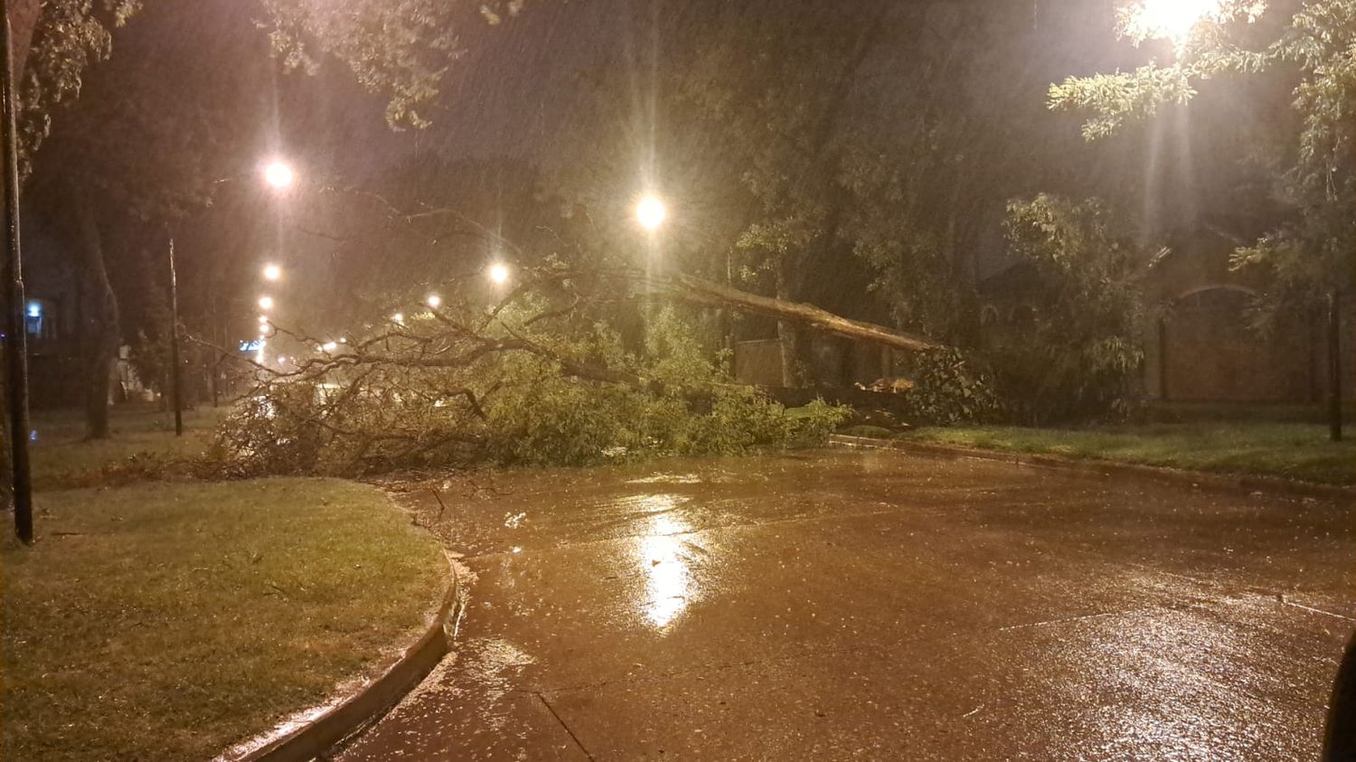 Árboles y postes caídos como consecuencia de la tormenta