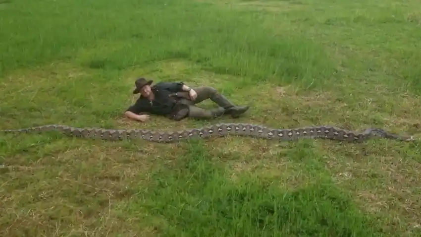 Encuentran en Indonesia la pitón más larga del mundo: mide 7,22 metros y rompe récord Guinness