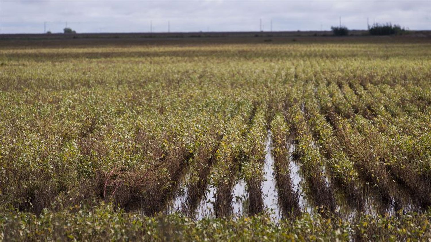 Lluvias impiden que se trillen los últimos lotes de la oleaginosa