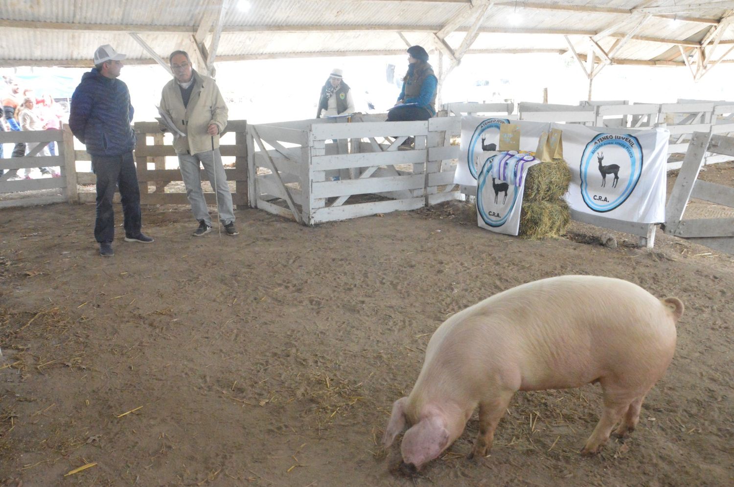 Jura de clasificación de porcinos en ExpoVenado 2023