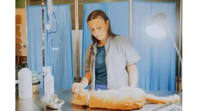 Quirófanos móviles para animales: ¿Dónde habrá castraciones gratuitas?