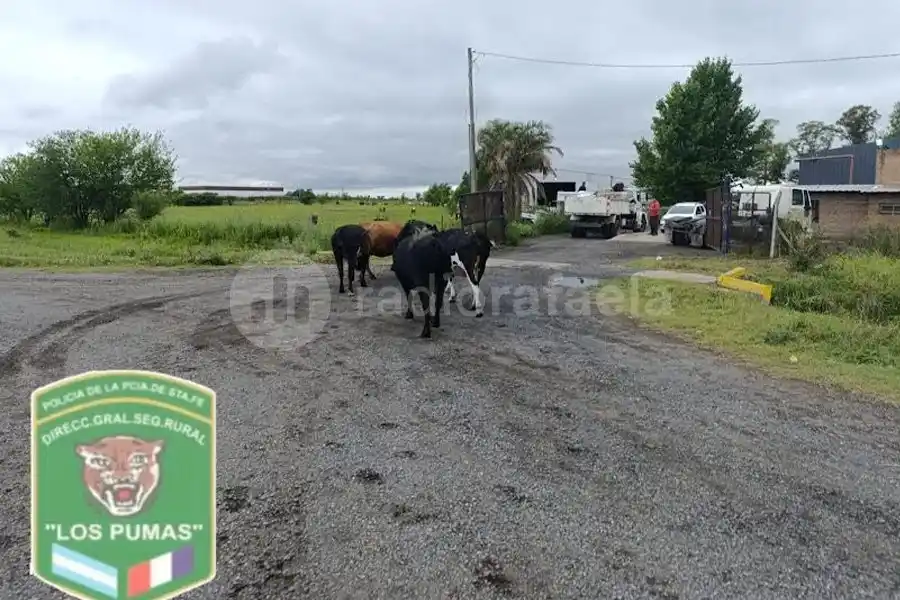 Cuidado, animales sueltos: "Los Pumas" secuestran vacunos y equinos en distintos puntos de la provincia