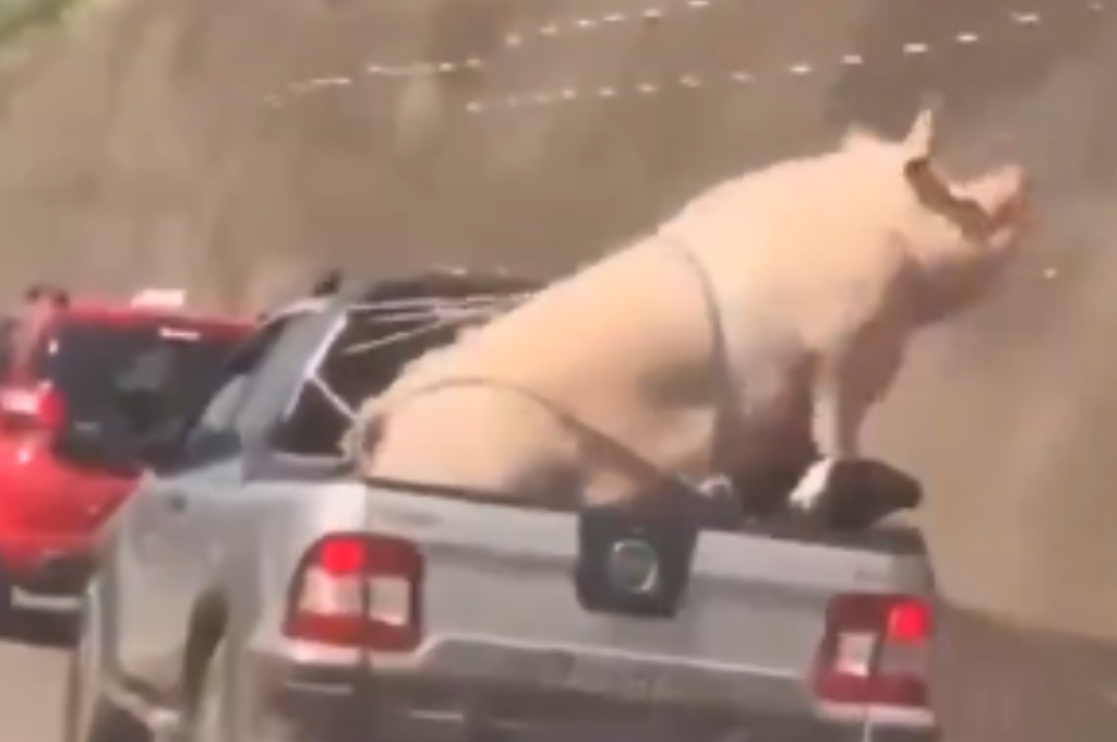 El animal parece luchar en un intento por liberarse de sus ataduras.