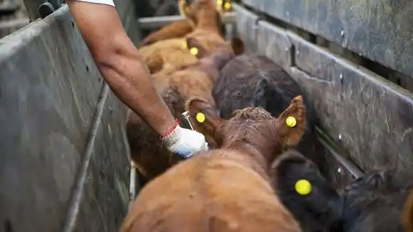 Defendiendo los sistemas de vacunación antiaftosa y trazabilidad actuales