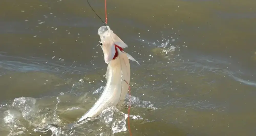 La veda de la pesca deportiva del pejerrey rige hasta el 30 de noviembre.