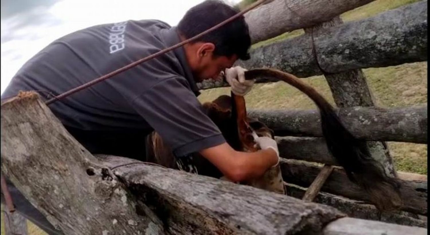 Comenzaron los muestreos gratuitos de brucelosis para los agricultores familiares