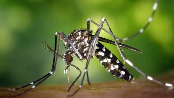 México confirma el primer caso de microcefalia asociado al virus Zika