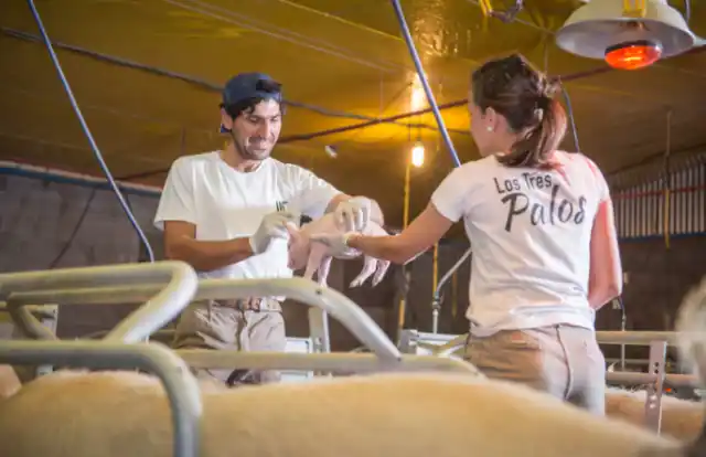Tres palos: un modelo de producción porcina  