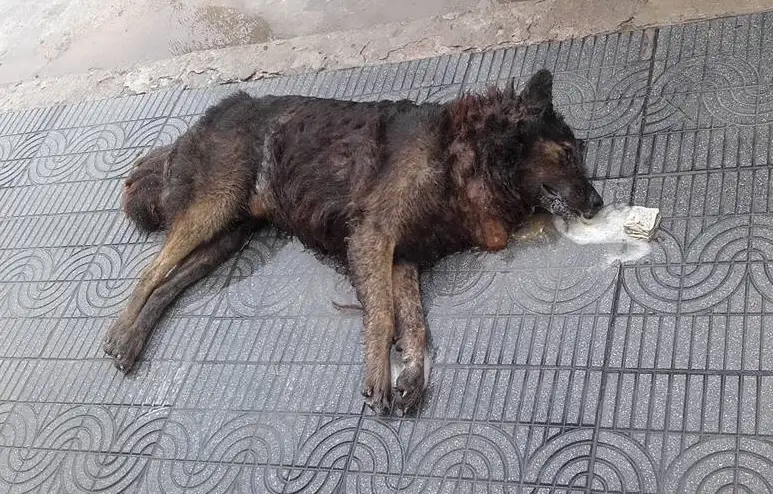 Denuncian nuevos casos de perros envenenados en Gualeguaychú 