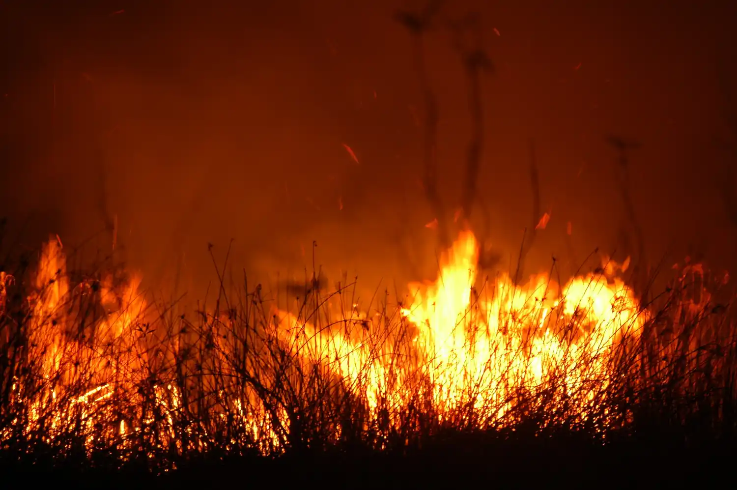 Si no comemos carne no hay quema