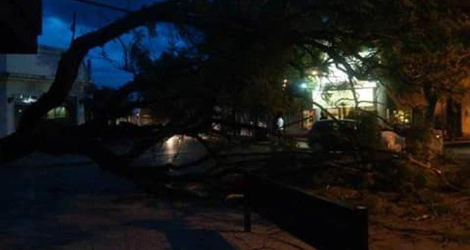 Cayó un árbol en Güemes y Belgrano