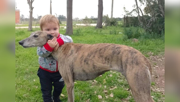 Mascotas: buscan a Chichila