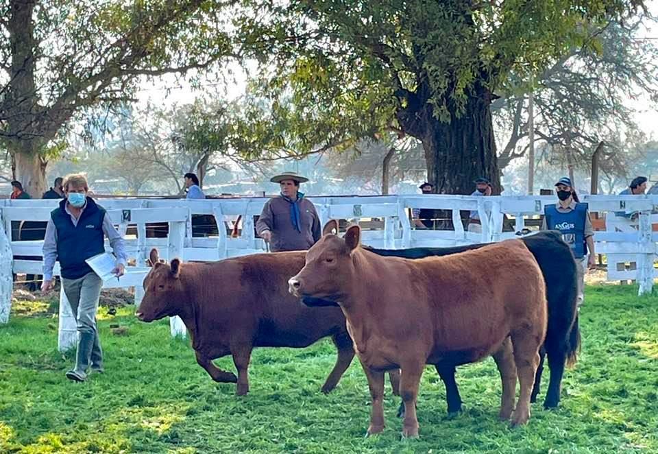 Las entidades del campo y la industria frigorífica proponen la creación de la Mesa Cárnica Entrerriana