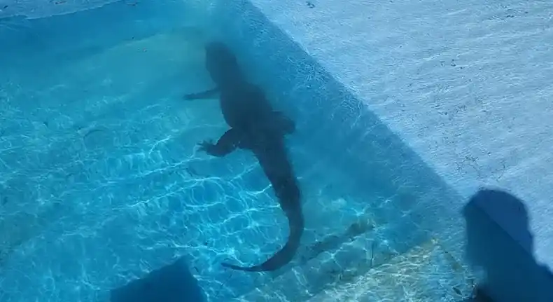 Un vecino se iba a meter a la pileta y se encontró con un yacaré adentro